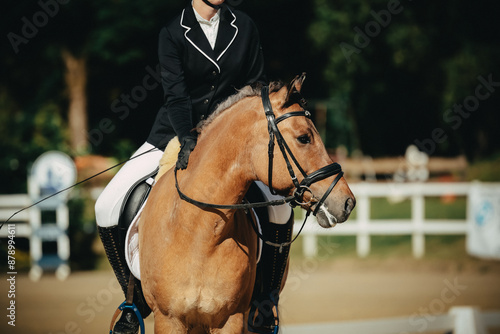 Horse, dressage close-ups in the tournament.