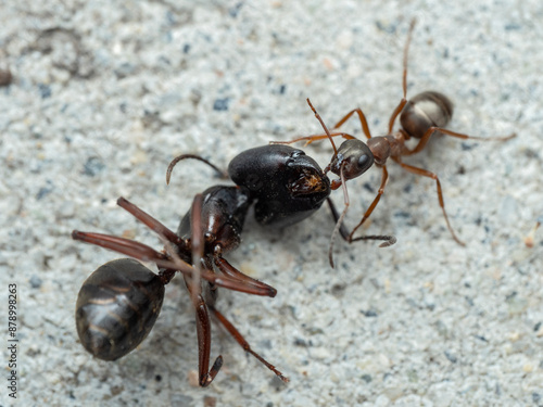 7010370 wood ant, Formica sp., dragging a dead carpenter ant, Camponotus sp., cECP 2024 © Ernie Cooper