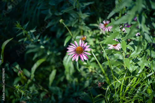 ハイラインの植え込み