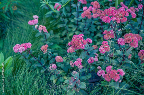 ハイラインの植え込み