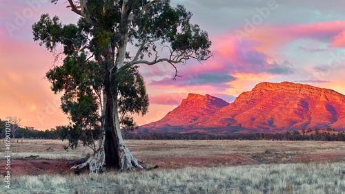 Cazneaux Tree Sunrise at the Flinders Ranges photo