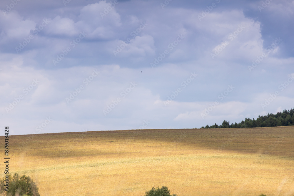 Wheat field and sky. Landscape with field and blue sky. Agricultural crops. View. Nice nature. Field of wheat