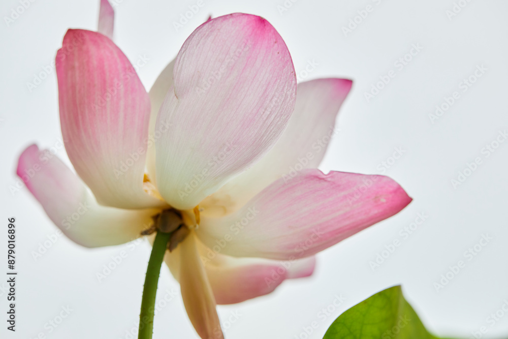 Close-up of pink water lily blooming over water Close-up of pink water lily blooming over water