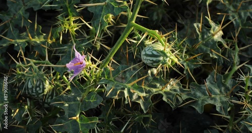 Solanum virginianum plant in nature. small purple flower, green fruit, prickly leaves of plant growing in nature. photo