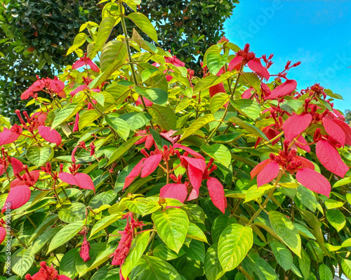 Mussaenda Pubescens or Bunga Nusa Indah is an ornamental shrub belonging to the Rubiaceae family. Flowers grown in the garden or park with natural background. Close-up.
 photo