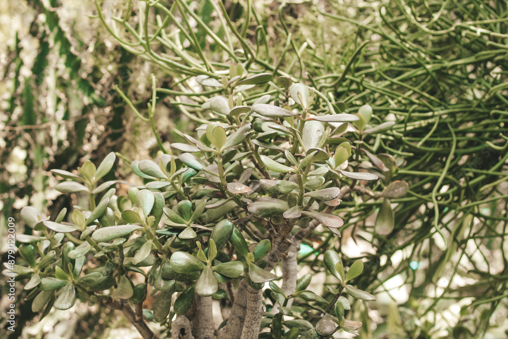 Obraz premium Crassula ovata plant in the desert close-up