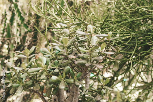 Wallpaper Mural Crassula ovata plant in the desert close-up Torontodigital.ca