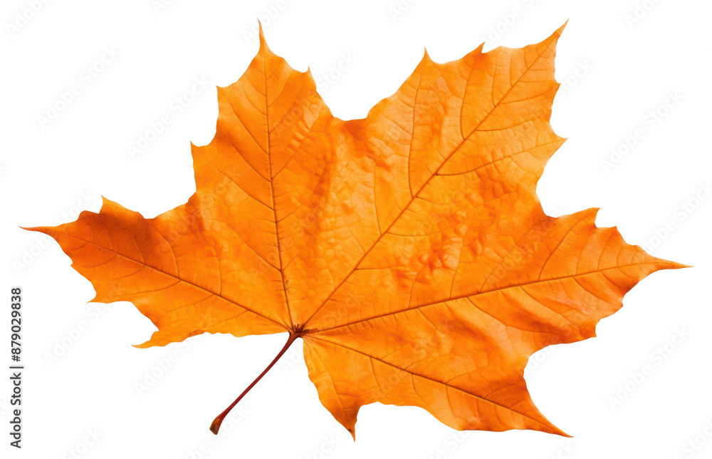 Obraz premium PNG Maple plant leaf tree.