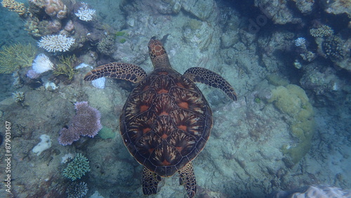 Turtle swimming along the Great Barrier Reef 