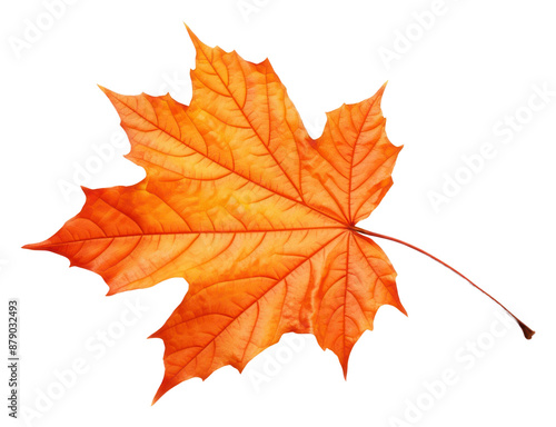 Wallpaper Mural PNG Autumn maple leave leaves plant leaf. Torontodigital.ca