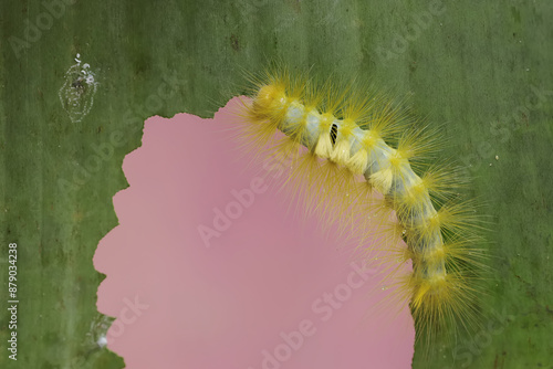 A bright yellow caterpillar of the species Eupterote testacea is looking for food in the bushes. This insect eats flowers, fruit and young leaves.
 photo