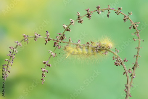 A bright yellow caterpillar of the species Eupterote testacea is looking for food in the bushes. This insect eats flowers, fruit and young leaves.
 photo