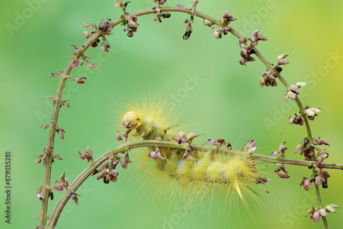 A bright yellow caterpillar of the species Eupterote testacea is looking for food in the bushes. This insect eats flowers, fruit and young leaves.
 photo