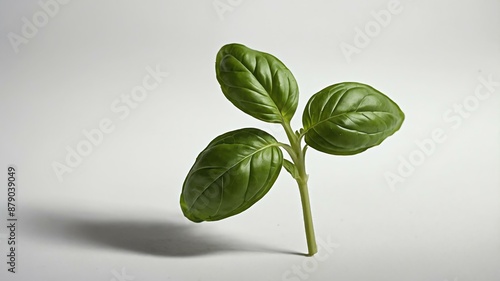 single basilherb in a white background photo