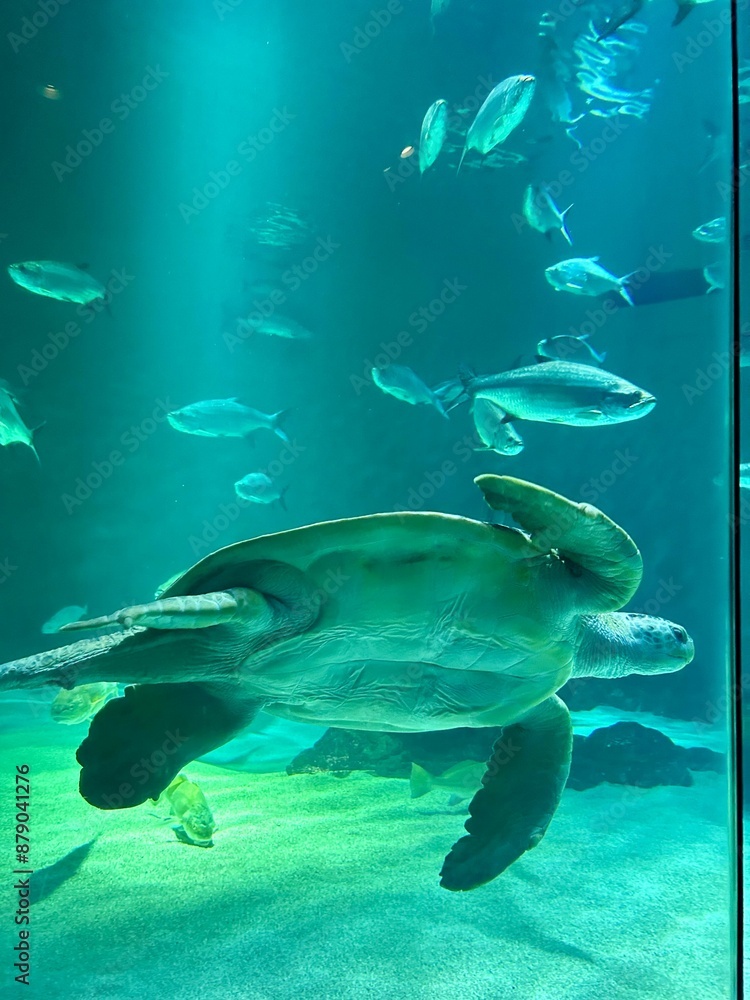 Fototapeta premium Blue Essence