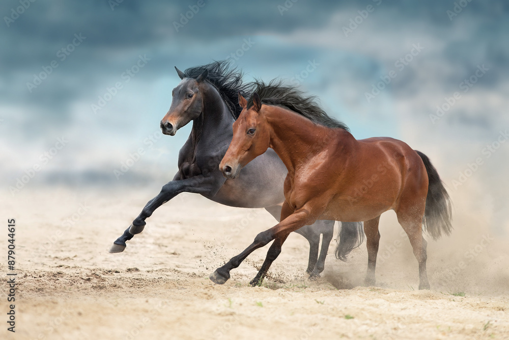 Fototapeta premium Bay horses run free in desert sand