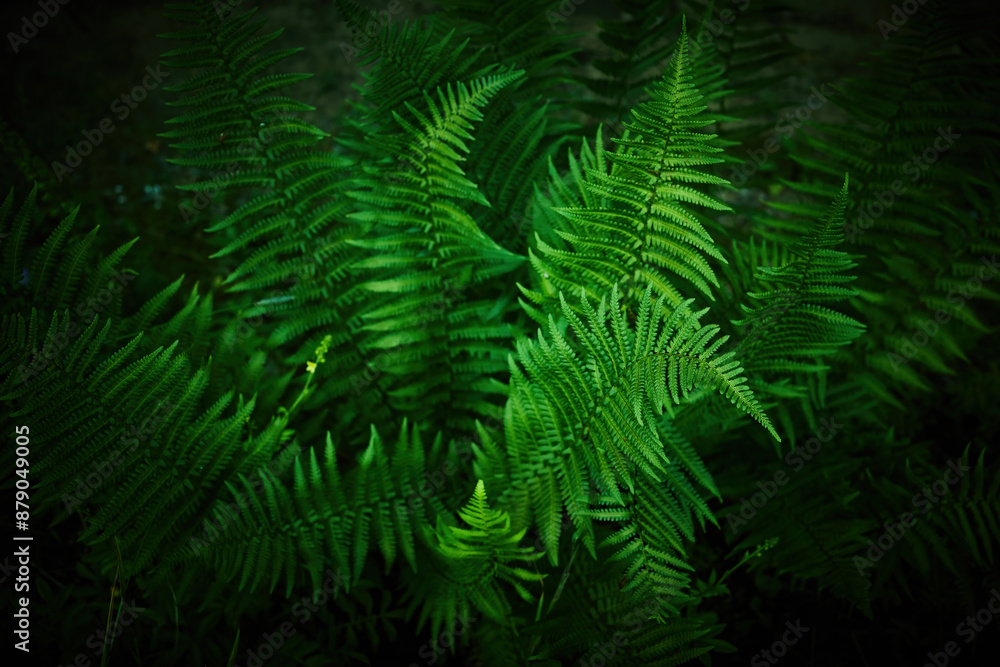 Lush Green Ferns. An abundant growth of vibrant green ferns Lush Green Ferns. An abundant growth of vibrant green ferns