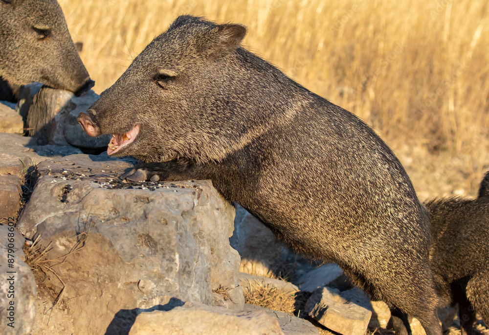 Obraz premium Javelinas