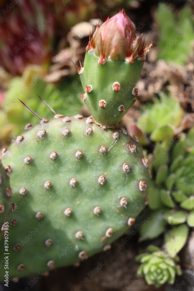 Opuntia basilaris var. ramosa 2700 kaktus opuncja Opuntia basilaris var. ramosa 2700 kaktus opuncja