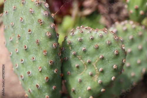 Opuntia basilaris var. ramosa 2700 kaktus opuncja