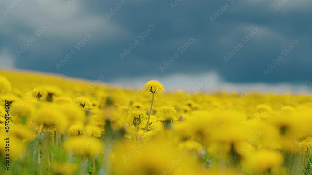 Close up in dandelion field. Yellow flowers. Close up in dandelion field. Yellow flowers.