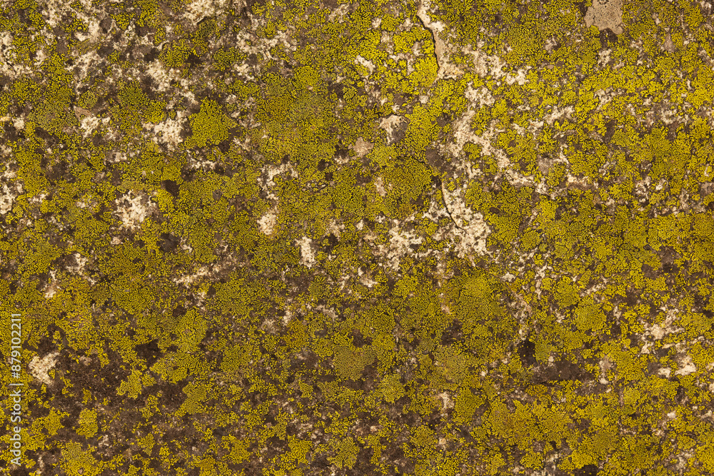 Lichen in Washington Lichen in Washington