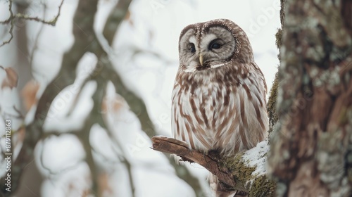 A Tawny Owl Perched on a Branch in a Snowy Forest