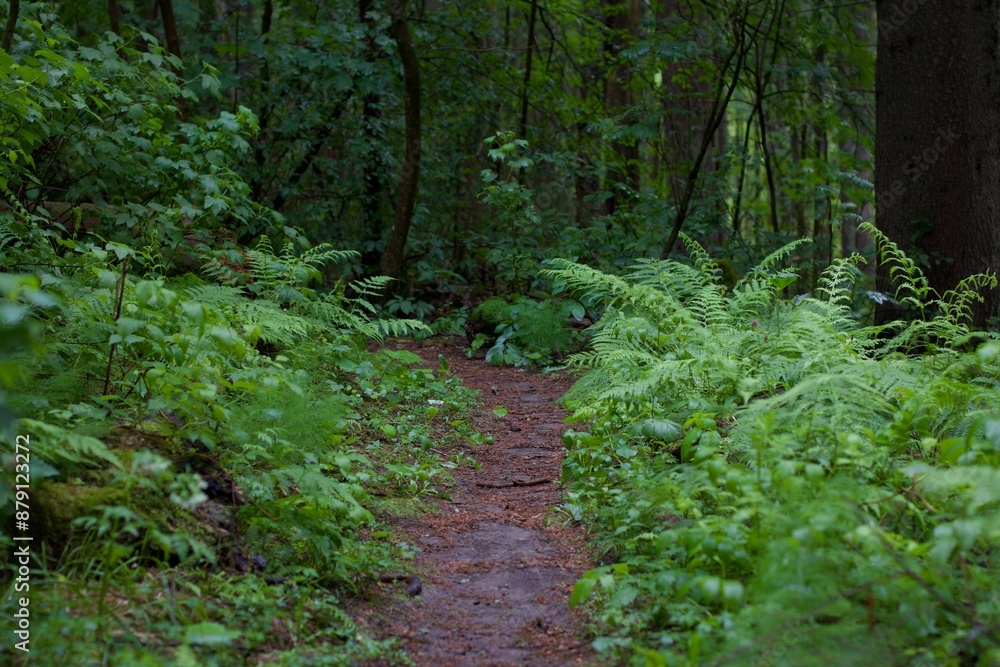 tranquil footpath through lush Finnish forest in summer
tranquil footpath through lush Finnish forest in summer