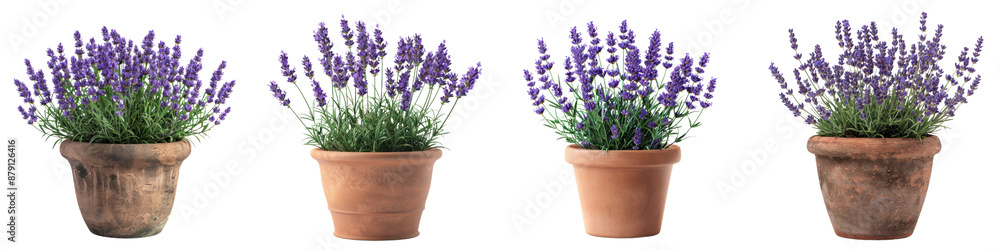 Four lavender plants in rustic terracotta pots on a white background, perfect for garden, home decor, and floral design projects. Four lavender plants in rustic terracotta pots on a white background, perfect for garden, home decor, and floral design projects.
