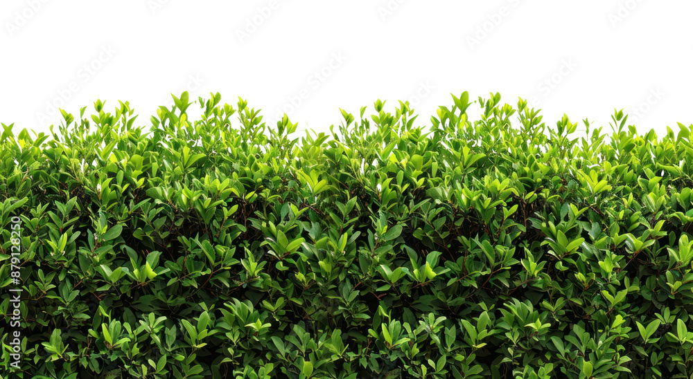 Obraz premium PNG Bush border plant backgrounds nature.