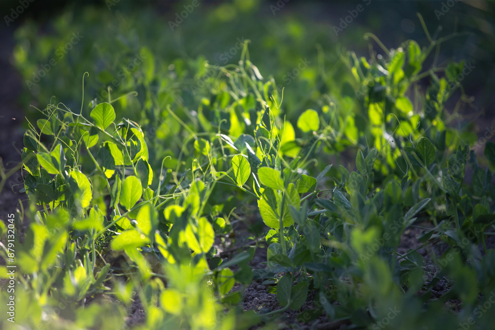 Obraz premium Close-up shot of a small Sweet green pea (pisum) sprouts or seedlings growing in a soil in a vegetable garden in spring. 