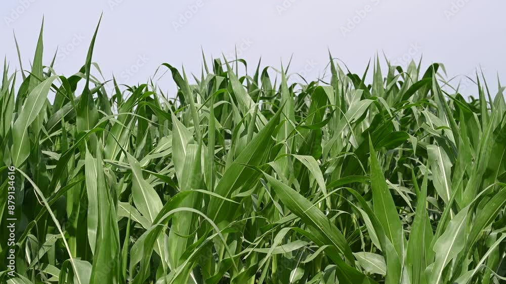 Young corn in the field. Corn plants growing in a rows on cultivated field. Young corn in the field. Corn plants growing in a rows on cultivated field.