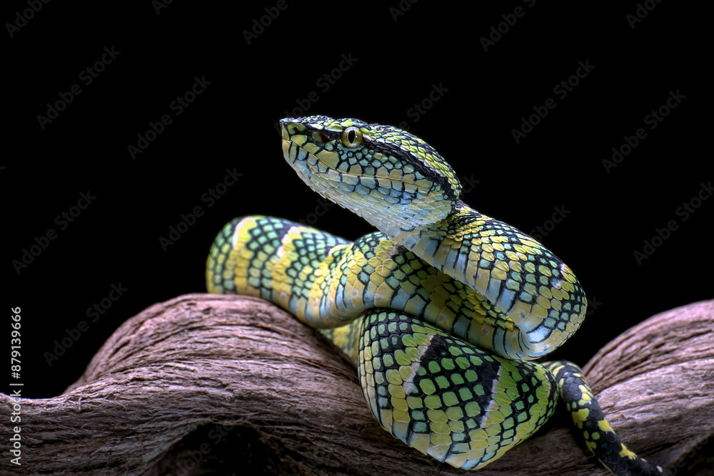 The Wagler's Pit Viper in black background The Wagler's Pit Viper in black background