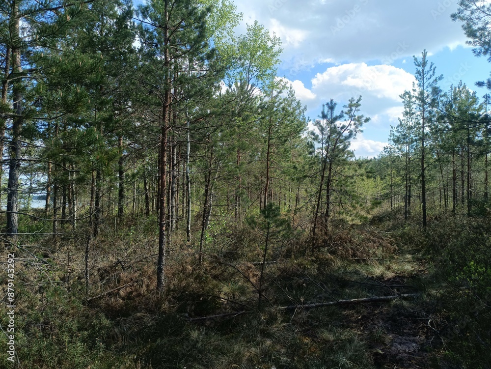 Rekyva forest during sunny summer day. Pine and birch tree woodland. Blueberry bushes are growing in woods. Sunny day with white and gray clouds in sky. Summer season. Nature. Rekyvos miskas. Rekyva forest during sunny summer day. Pine and birch tree woodland. Blueberry bushes are growing in woods. Sunny day with white and gray clouds in sky. Summer season. Nature. Rekyvos miskas.