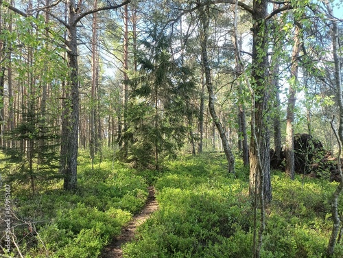 Rekyva forest during sunny summer day. Pine and birch tree woodland. Blueberry bushes are growing in woods. Sunny day with white and gray clouds in sky. Summer season. Nature. Rekyvos miskas.