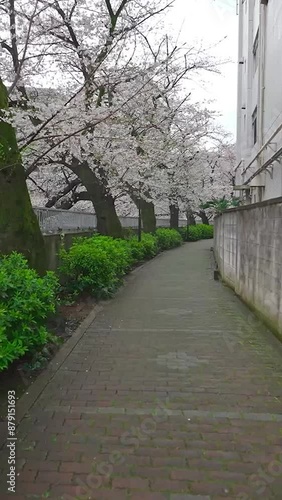 Enchanting Sakura Blossoms in a Rainy Japanese Alley photo