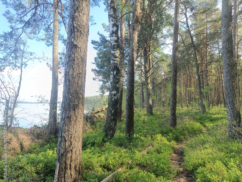 Rekyva forest and lake during sunny summer day. Pine and birch tree woodland. Wavy lake. Bushes and small trees are growing in woods. Sunny day with white clouds in sky. Nature. Rekyvos miskas. Rekyva forest and lake during sunny summer day. Pine and birch tree woodland. Wavy lake. Bushes and small trees are growing in woods. Sunny day with white clouds in sky. Nature. Rekyvos miskas.