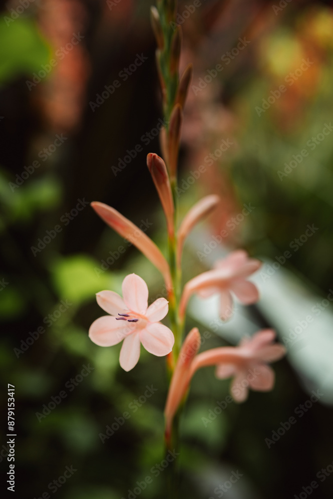 Fototapeta premium Bretagne