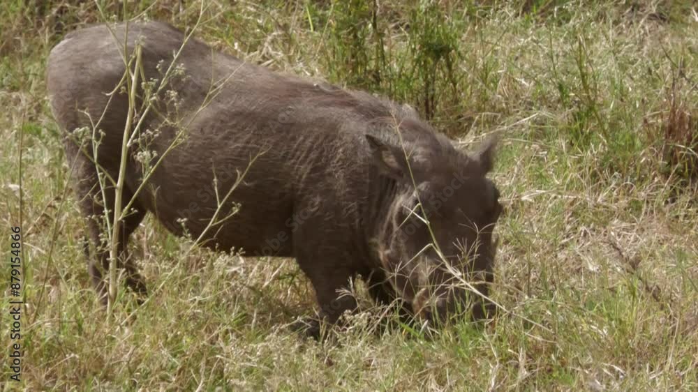warthog in the wild feeding on grass. warthog in the wild feeding on grass.
