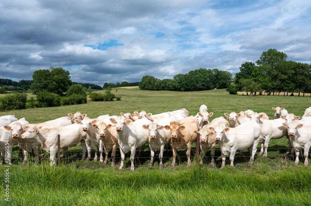 Fototapeta premium white cows in rural landscape of french ardennes at sunset