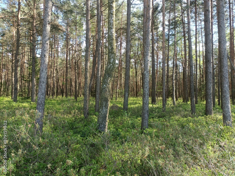 Rekyva forest during sunny summer day. Pine and birch tree woodland. Blueberry bushes are growing in woods. Sunny day with white and gray clouds in sky. Summer season. Nature. Rekyvos miskas. Rekyva forest during sunny summer day. Pine and birch tree woodland. Blueberry bushes are growing in woods. Sunny day with white and gray clouds in sky. Summer season. Nature. Rekyvos miskas.