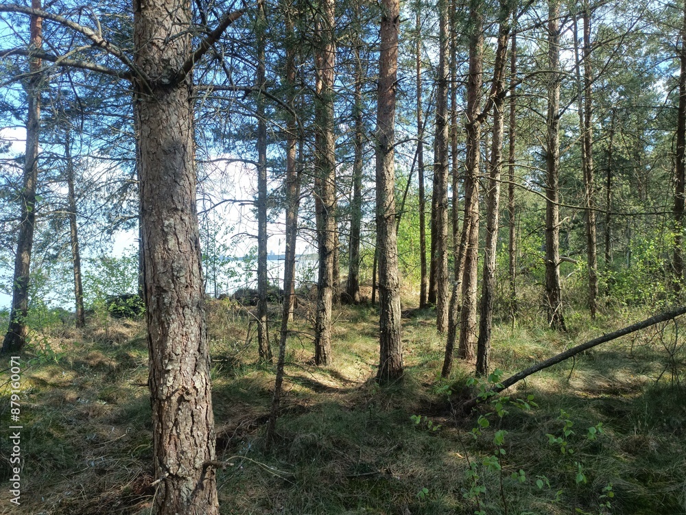 Rekyva forest and lake during sunny summer day. Pine and birch tree woodland. Wavy lake. Bushes and small trees are growing in woods. Sunny day with white clouds in sky. Nature. Rekyvos miskas. Rekyva forest and lake during sunny summer day. Pine and birch tree woodland. Wavy lake. Bushes and small trees are growing in woods. Sunny day with white clouds in sky. Nature. Rekyvos miskas.