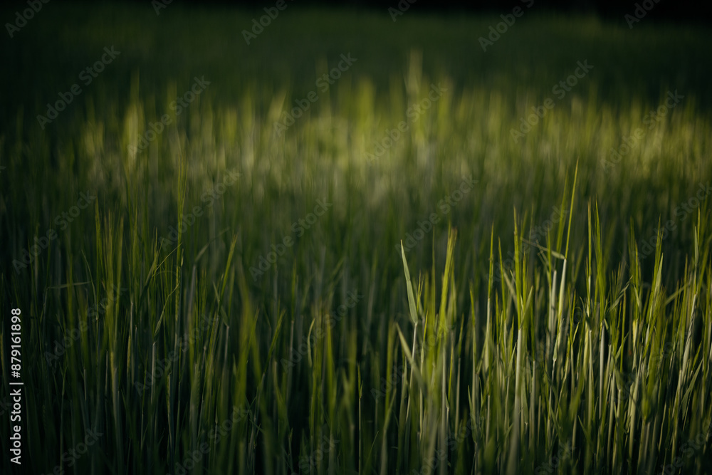wheat field on the background of sunset wheat field on the background of sunset