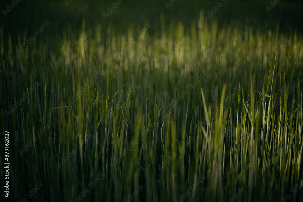 Obraz premium wheat field on the background of sunset