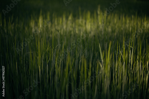 wheat field on the background of sunset