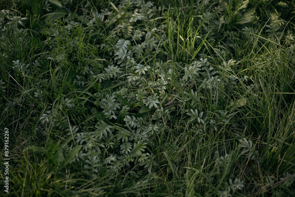 green grass in the wind green grass in the wind