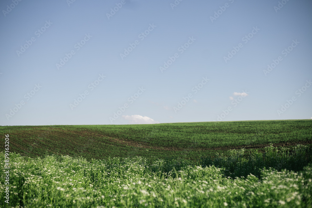 field with blue sky field with blue sky