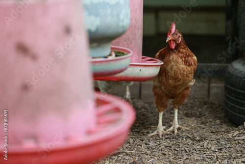 rhode island red chicken in local farm photo