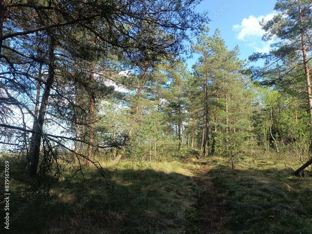 Rekyva forest during sunny summer day. Pine and birch tree woodland. Blueberry bushes are growing in woods. Sunny day with white and gray clouds in sky. Summer season. Nature. Rekyvos miskas. Rekyva forest during sunny summer day. Pine and birch tree woodland. Blueberry bushes are growing in woods. Sunny day with white and gray clouds in sky. Summer season. Nature. Rekyvos miskas.