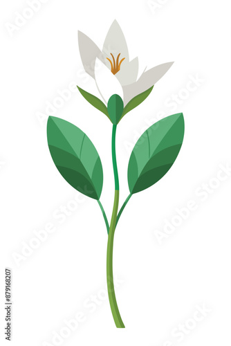 Bloodroot plant minimal design vector illustration